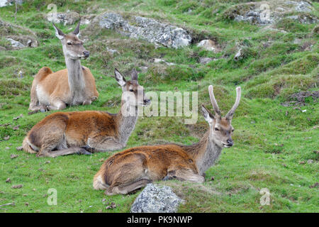 Rotwild - Cervus elaphus jungen Hirsch und zwei Hinds Stockfoto