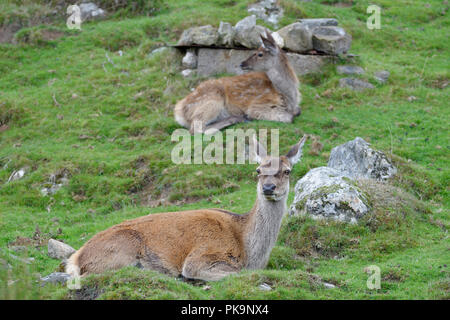Rotwild - Cervus elaphus Zwei Hinds sitzen Stockfoto