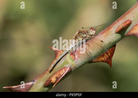 Erwachsene Frau Braun Hawker Dragonfly (UK) Nahaufnahme Stockfoto