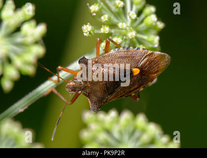 Wald oder rotbeinige Shieldbug - Pentatoma Art Stockfoto