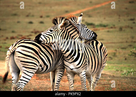 Ein Bild zum Schmunzeln. Zwei Zebras Zuneigung zeigen durch Rest ihre Köpfe auf die sterze. Ein toller Hintergrund oder Hintergrund. Stockfoto