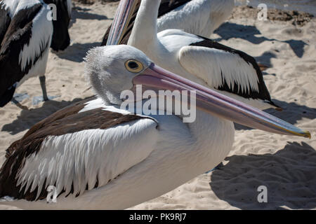 Wild Pelican Einziehen - Seevögel bei Ian Dipple Lagune, Marine Parade, Labrador, Gold Coast, Australien zugeführt wird Fisch verschrottet Stockfoto