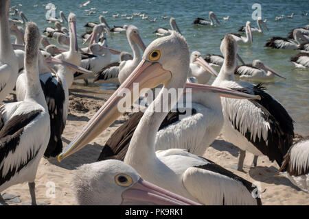 Wild Pelican Einziehen - Seevögel bei Ian Dipple Lagune, Marine Parade, Labrador, Gold Coast, Australien zugeführt wird Fisch verschrottet Stockfoto