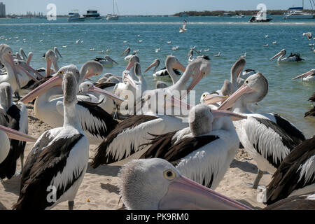 Wild Pelican Einziehen - Seevögel bei Ian Dipple Lagune, Marine Parade, Labrador, Gold Coast, Australien zugeführt wird Fisch verschrottet Stockfoto