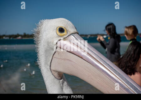 Wild Pelican Einziehen - Seevögel bei Ian Dipple Lagune, Marine Parade, Labrador, Gold Coast, Australien zugeführt wird Fisch verschrottet Stockfoto