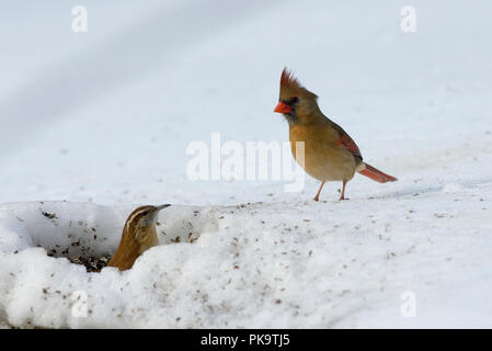 Carolina Wren; Thryothorus ludovicianus und nördlichen Kardinal:: Cardinalis cardinalis Stockfoto