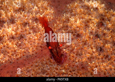 Kommensalen Garnelen, Zenopontonia soror. Zuvor als Periclimenes soror beschrieben. Garnele ist Kommensalen auf Sea Stars, und nimmt die Farbe des Hosts Stockfoto