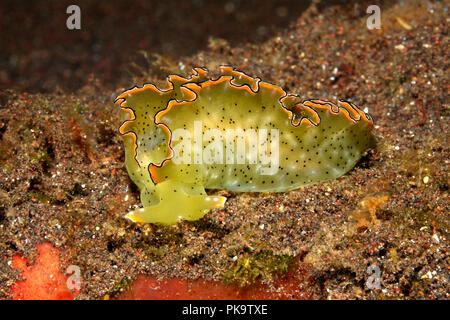 SAP-Sauger Slug, Elysia marginata. Zuvor als Elysia ornata beschrieben. Tulamen, Bali, Indonesien. Bali Meer, Stockfoto