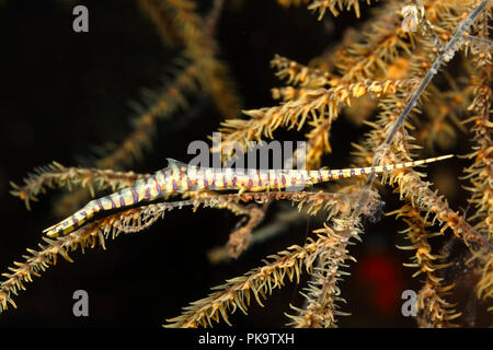 Gebänderte Sägeblatt Garnelen oder Shrimps, Gebändert Tozeuma Tozeuma armatum. Tulamben, Bali, Indonesien. Bali Sea, Indischer Ozean Stockfoto