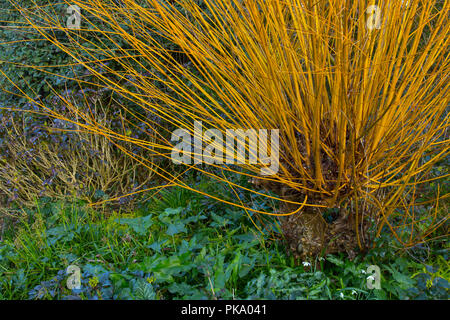 Gelbe stammte Hartriegel Cornus stolonifera 'Flaviramea' Stockfoto