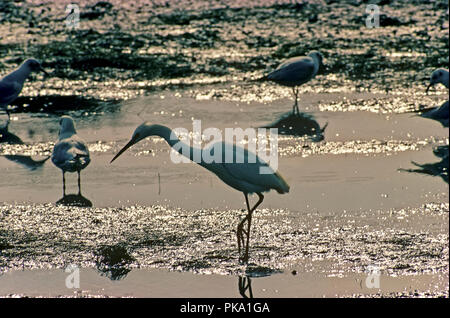 Ein Seidenreiher (Egretta garzetta) und Möwen in den Sümpfen des Bahia de Cadiz Naturpark. Spanien. Europa Stockfoto