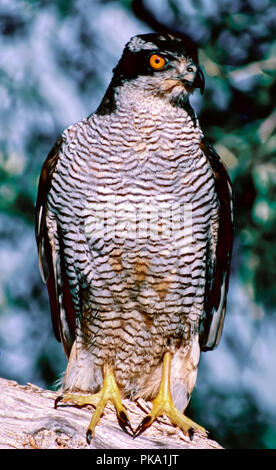 Northern Habicht (Accipiter gentilis). Im südlichen Spanien. Europa Stockfoto