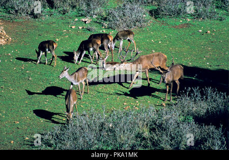 Ein Roter Hirsch Gruppe. Sierras de Cazorla, Segura y Las Villas Naturpark. Die Provinz Jaen. Region Andalusien. Spanien. Europa Stockfoto