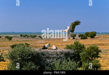 Weißstorch (Ciconia ciconia) - Nest in einem wilden Olivenbäumen. Entorno de Doñana Naturpark. Region Andalusien. Spanien. Europa Stockfoto