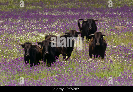 Spanische Kampfstiere im Feld. Im südlichen Spanien. Europa Stockfoto