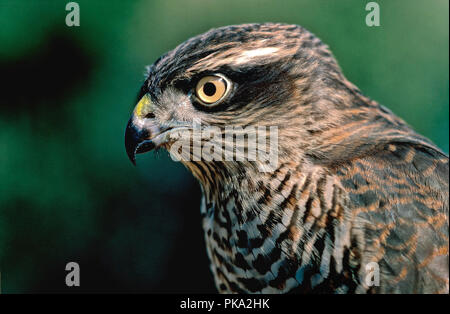 Eurasischen Sperber (Accipiter nisus). Im südlichen Spanien. Europa Stockfoto