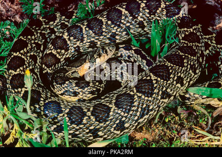 Hufeisen peitsche Schlange (Hemorrhois hippocrepis). Im südlichen Spanien. Europa Stockfoto