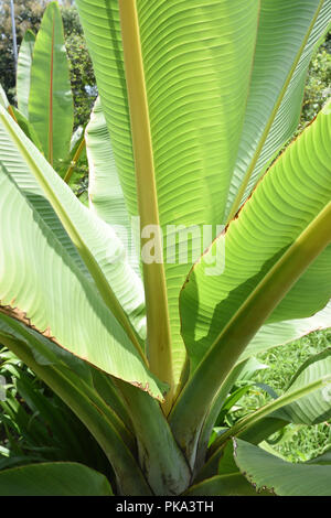 Banane Pflanze beim AJC Bose indische Botanischer Garten, Howrah, Kolkata, Indien Stockfoto