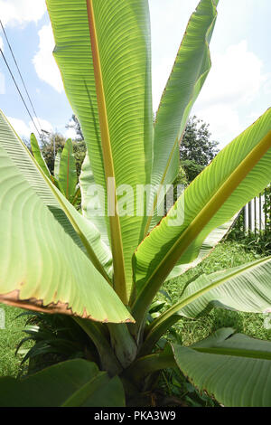 Banane Pflanze beim AJC Bose indische Botanischer Garten, Howrah, Kolkata, Indien Stockfoto