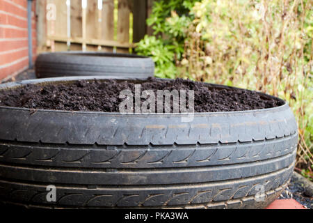 Mit alten Reifen, die als Pflanzer in einem Garten in Großbritannien Stockfoto