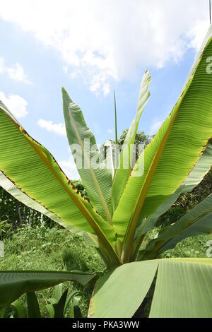 Banane Pflanze beim AJC Bose indische Botanischer Garten, Howrah, Kolkata, Indien Stockfoto