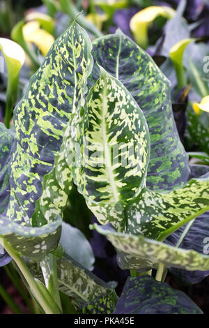 Dieffenbachia "Reflektor" Blätter wachsen in einer geschützten Umgebung. Stockfoto
