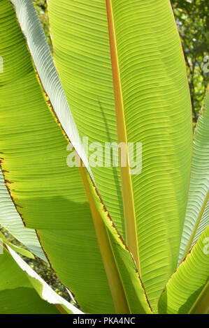 Bananenblätter im AJC Bose indische Botanischer Garten, Howrah, Kolkata, Indien Stockfoto