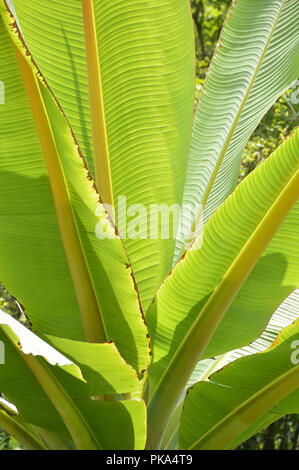 Bananenblätter im AJC Bose indische Botanischer Garten, Howrah, Kolkata, Indien Stockfoto