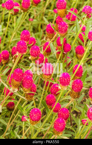 Gomphrena haageana, ' Carmine ' Stockfoto