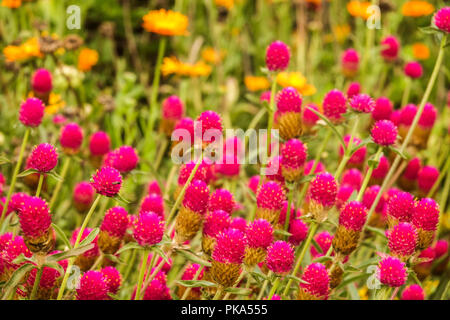 Gomphrena haageana, ' Carmine ' Stockfoto