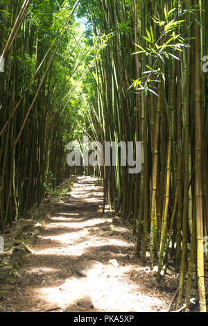 Die ikonischen Pfade des Pipiwai Trail, wie Sie schneiden durch den dichten, grünen Bambuswälder des Haleakala National Park auf der Insel Maui, Hawaii Stockfoto