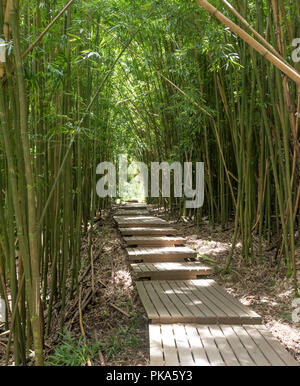 Die ikonischen Promenaden der Pipiwai Trail, wie Sie schneiden durch den dichten, grünen Bambuswälder des Haleakala National Park auf der Insel Maui, Hawaii Stockfoto