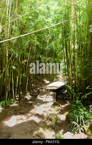 Die ikonischen Promenaden der Pipiwai Trail, wie Sie schneiden durch den dichten, grünen Bambuswälder des Haleakala National Park auf der Insel Maui, Hawaii Stockfoto