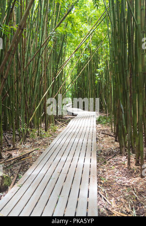 Die ikonischen Promenaden der Pipiwai Trail, wie Sie schneiden durch den dichten, grünen Bambuswälder des Haleakala National Park auf der Insel Maui, Hawaii Stockfoto