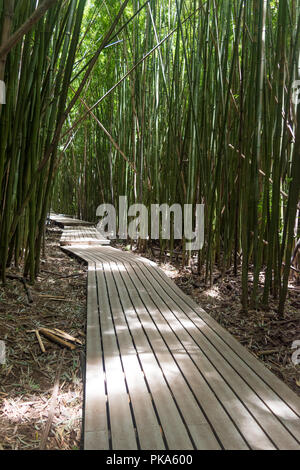 Die ikonischen Promenaden der Pipiwai Trail, wie Sie schneiden durch den dichten, grünen Bambuswälder des Haleakala National Park auf der Insel Maui, Hawaii Stockfoto