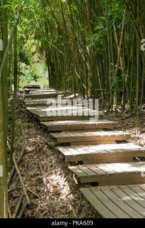 Die ikonischen Promenaden der Pipiwai Trail, wie Sie schneiden durch den dichten, grünen Bambuswälder des Haleakala National Park auf der Insel Maui, Hawaii Stockfoto