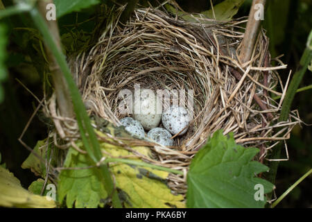 Gemeinsame Kuckuck (Cuculus canorus) Ei zwischen Marsh Warbler (Acrocephalus palustris) Eier. Russland, das astrakhan Region (Ryazanskaya Oblast), der Pronsky D Stockfoto