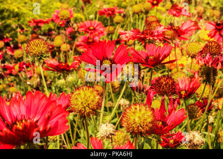 Decke Blume, Gaillardia pulchella, "Blut rot' Stockfoto