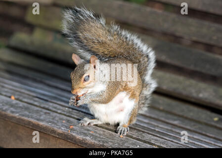 Graue Eichhörnchen Sciurus carolinensis auf Parkbank essen Muttern Stockfoto