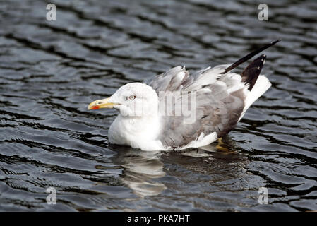 Heringsmöwe - Larus fuscus auf dem Wasser Stockfoto