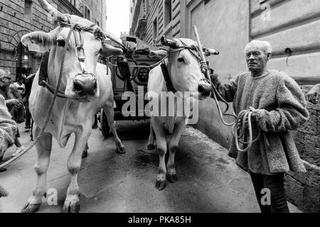 Die traditionelle "weißen Ochsen" sind durch die Straßen von Siena und der Palio di Siena, Siena, Italien vorgeführt Stockfoto