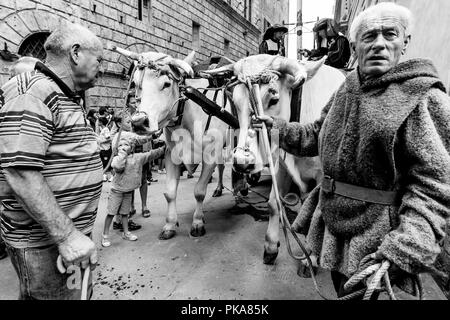 Die traditionelle "weißen Ochsen" sind durch die Straßen von Siena und der Palio di Siena, Siena, Italien vorgeführt Stockfoto