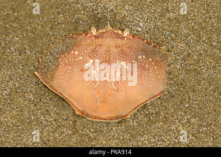 Dungeness crab Shell auf Wickaninnish Beach, Pacific Rim National Park, British Columbia, Kanada Stockfoto