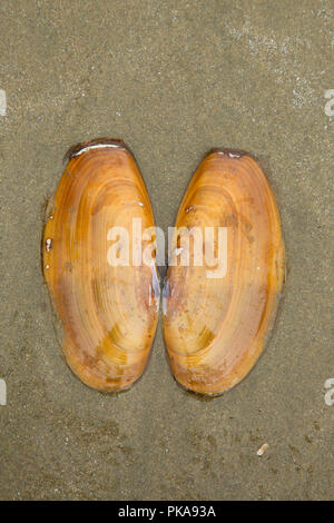 Razor clam Shell auf combers Strand, Pacific Rim National Park, British Columbia, Kanada Stockfoto