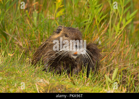 Nutria, Brian Stand State Park, Illinois Stockfoto