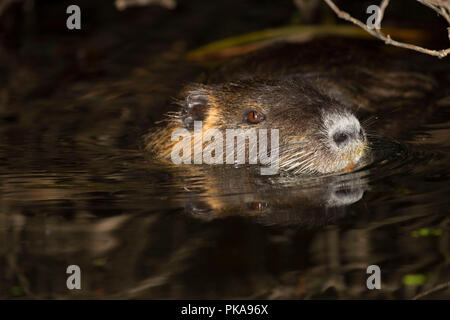 Nutria, Brian Stand State Park, Illinois Stockfoto