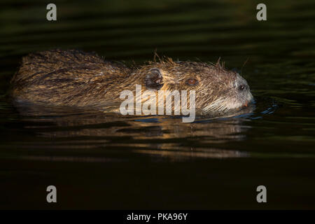 Nutria, Brian Stand State Park, Illinois Stockfoto