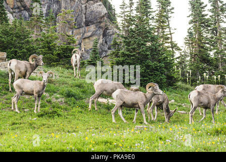 Big Horn Schafe im Glacier National Park, Montana, USA. Stockfoto