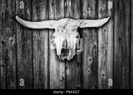 Sonne gebleicht Kuh Schädel hängen auf ein verwittertes Holz- scheune Wand in Schwarz und Weiß Stockfoto
