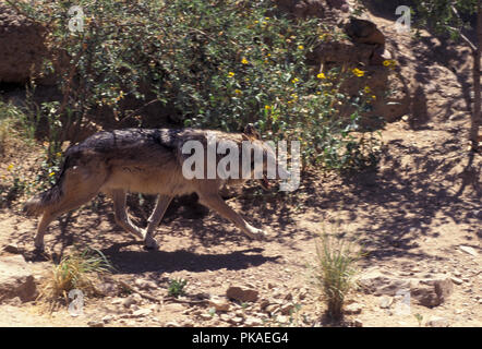Nicht 1032501 MEXIKANISCHE WOLF Canis lupus baileyi eine Unterart des grauen Wolf. Arizona Sonora Desert Museum Stockfoto